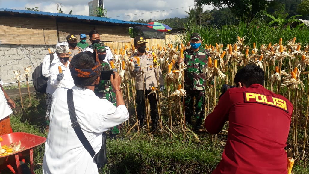 panen jagung bareng Dandim Karangasem Hadiri Panen Perdana Jagung Hibrida Demplot Baja Tani/fajarbadung.com