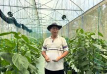 Dukungan Permodalan dari BRI Dorong Pertanian Paprika Organik, Petani Lokal Mampu Tembus Pasar Premium