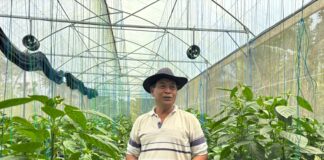 Dukungan Permodalan dari BRI Dorong Pertanian Paprika Organik, Petani Lokal Mampu Tembus Pasar Premium