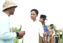 Diperpa Badung Segera Tanam Cabai di Lahan 42 Hektare, Target Produksi 420 Ton