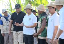 Badung Modernisasi Pertanian Melalui Metode PMAAS, Bupati Adi Arnawa Targetkan Produktivitas Padi Tembus 12 Ton Per Hektar