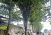 Pemkab Badung Tertibkan Sejumlah Warung Kumuh di Jalan Gatot Subroto Barat