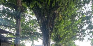Pemkab Badung Tertibkan Sejumlah Warung Kumuh di Jalan Gatot Subroto Barat