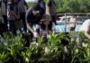 HUT Ke-50 Perumda Tirta Mangutama, Ketua TP. PKK Badung Dukung Penanaman 2.000 Mangrove