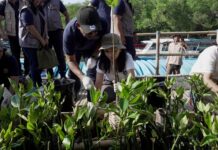 HUT Ke-50 Perumda Tirta Mangutama, Ketua TP. PKK Badung Dukung Penanaman 2.000 Mangrove