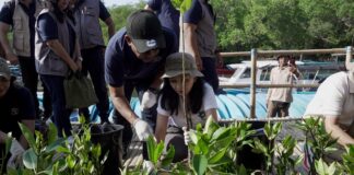 HUT Ke-50 Perumda Tirta Mangutama, Ketua TP. PKK Badung Dukung Penanaman 2.000 Mangrove